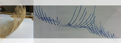 Wind, wings & feathers